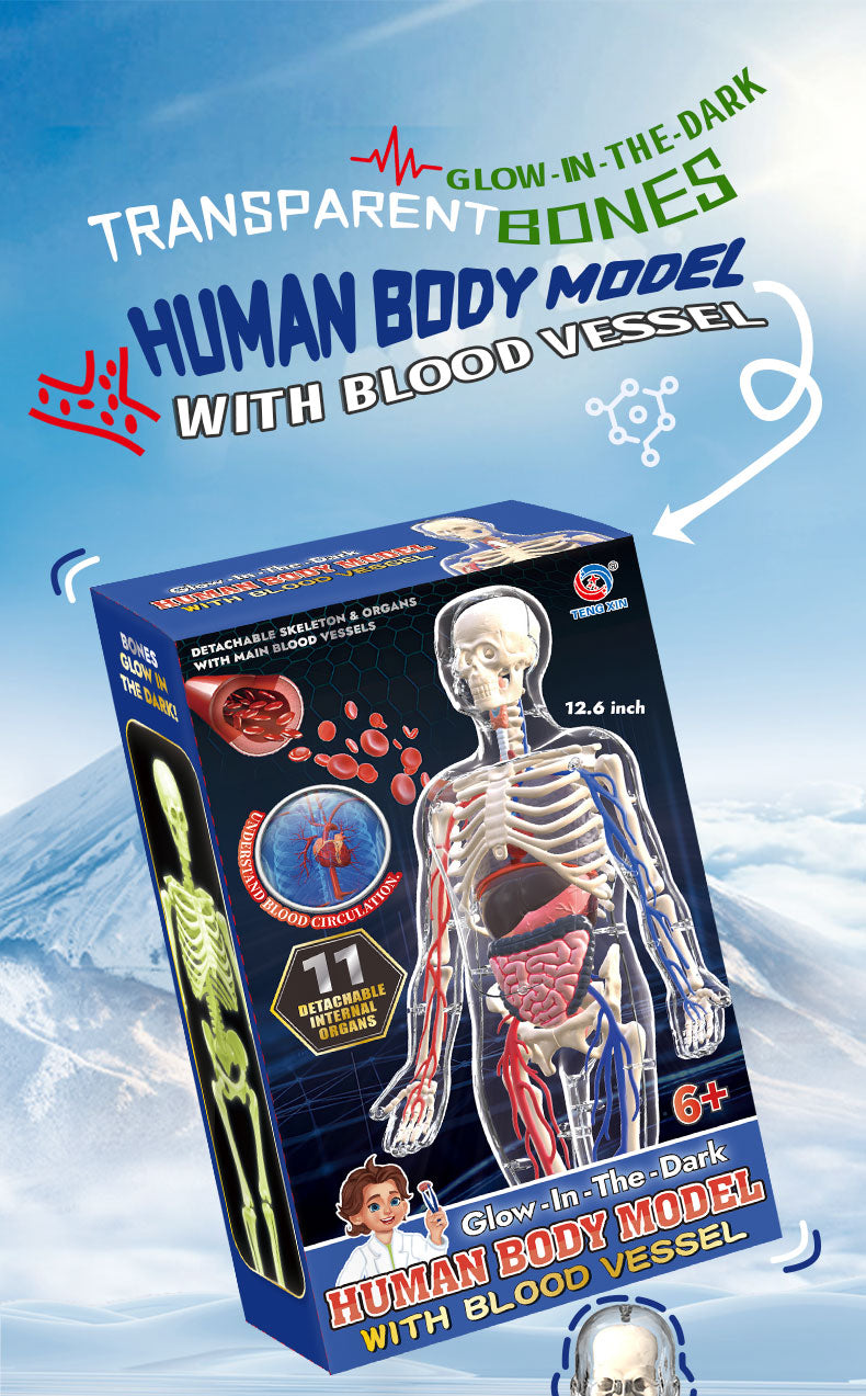 Modelo Anatómico Torso Humano 3D con Órganos y Esqueleto Desmontable