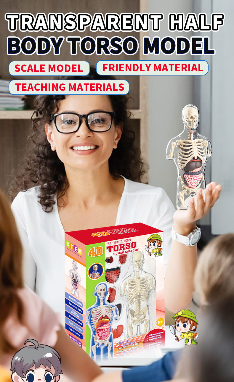 Modelo Anatómico Torso Humano 3D con Órganos y Esqueleto Desmontable