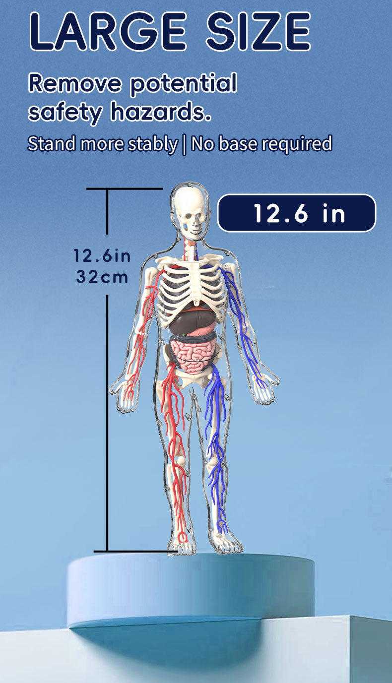 Modelo Anatómico Torso Humano 3D con Órganos y Esqueleto Desmontable