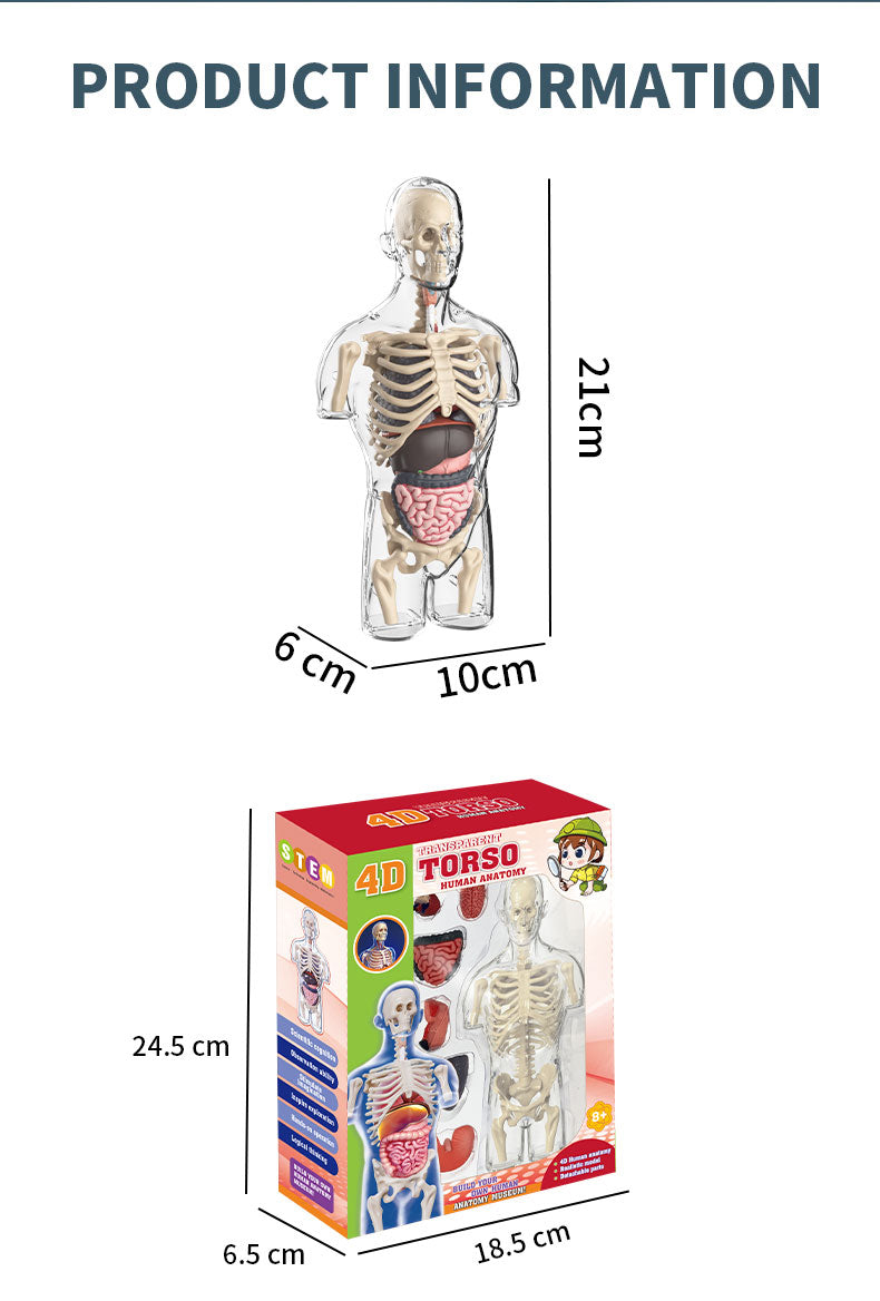 Modelo Anatómico Torso Humano 3D con Órganos y Esqueleto Desmontable