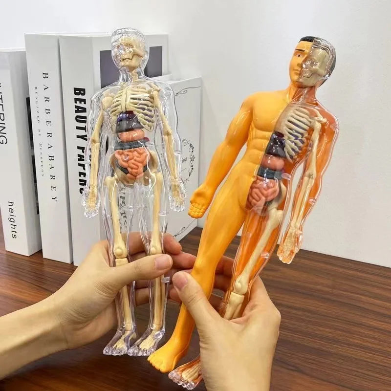 Modelo Anatómico Torso Humano 3D con Órganos y Esqueleto Desmontable