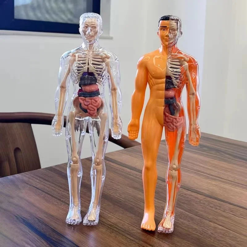 Modelo Anatómico Torso Humano 3D con Órganos y Esqueleto Desmontable