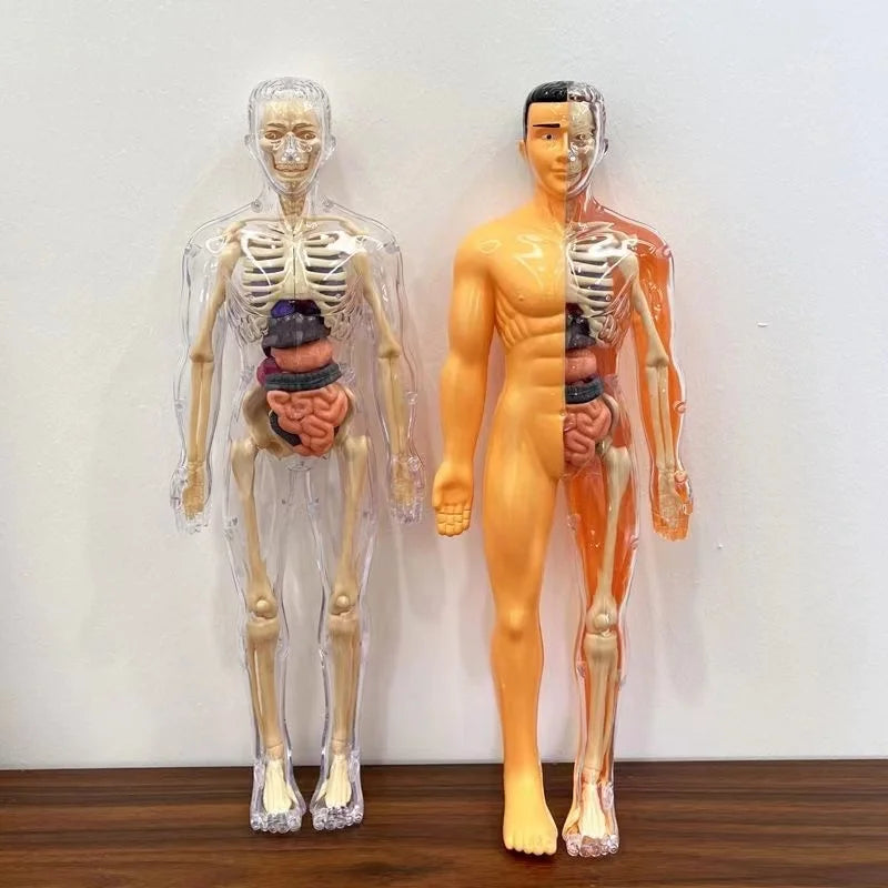 Modelo Anatómico Torso Humano 3D con Órganos y Esqueleto Desmontable