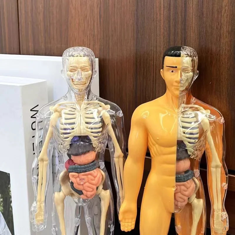 Modelo Anatómico Torso Humano 3D con Órganos y Esqueleto Desmontable
