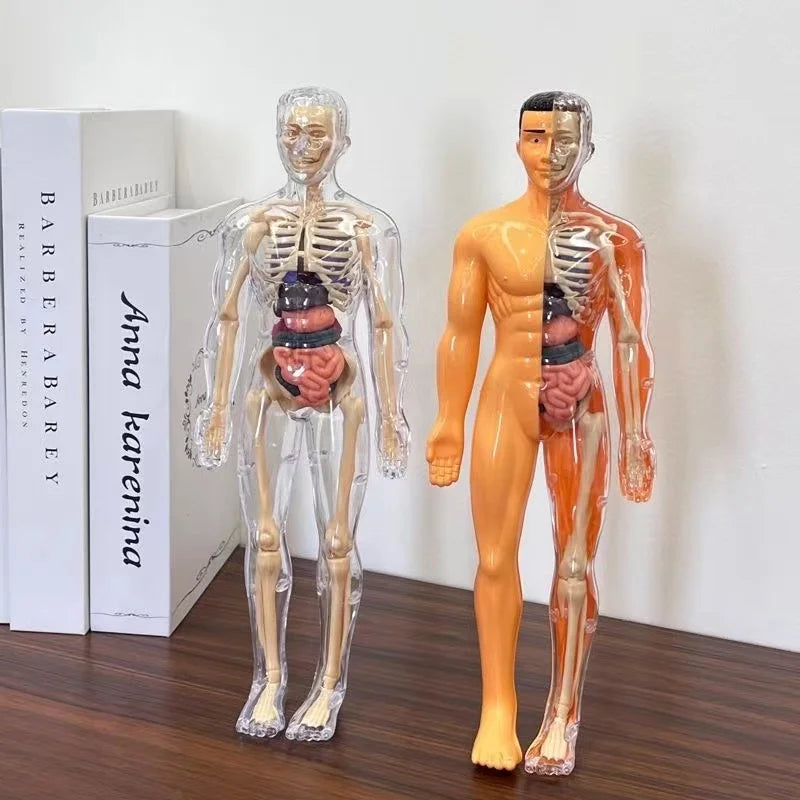Modelo Anatómico Torso Humano 3D con Órganos y Esqueleto Desmontable