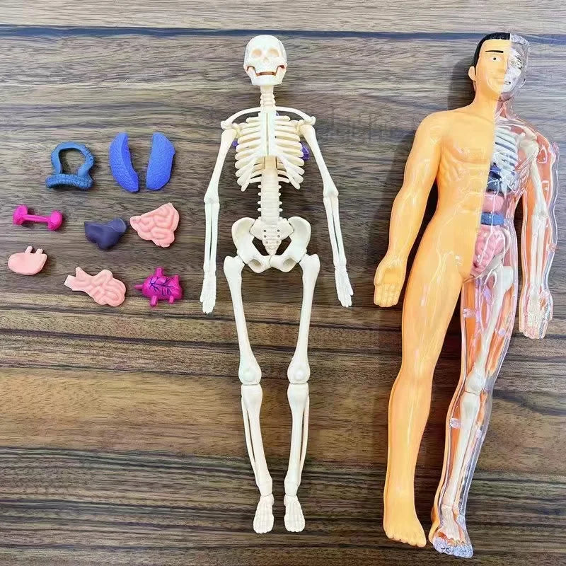 Modelo Anatómico Torso Humano 3D con Órganos y Esqueleto Desmontable