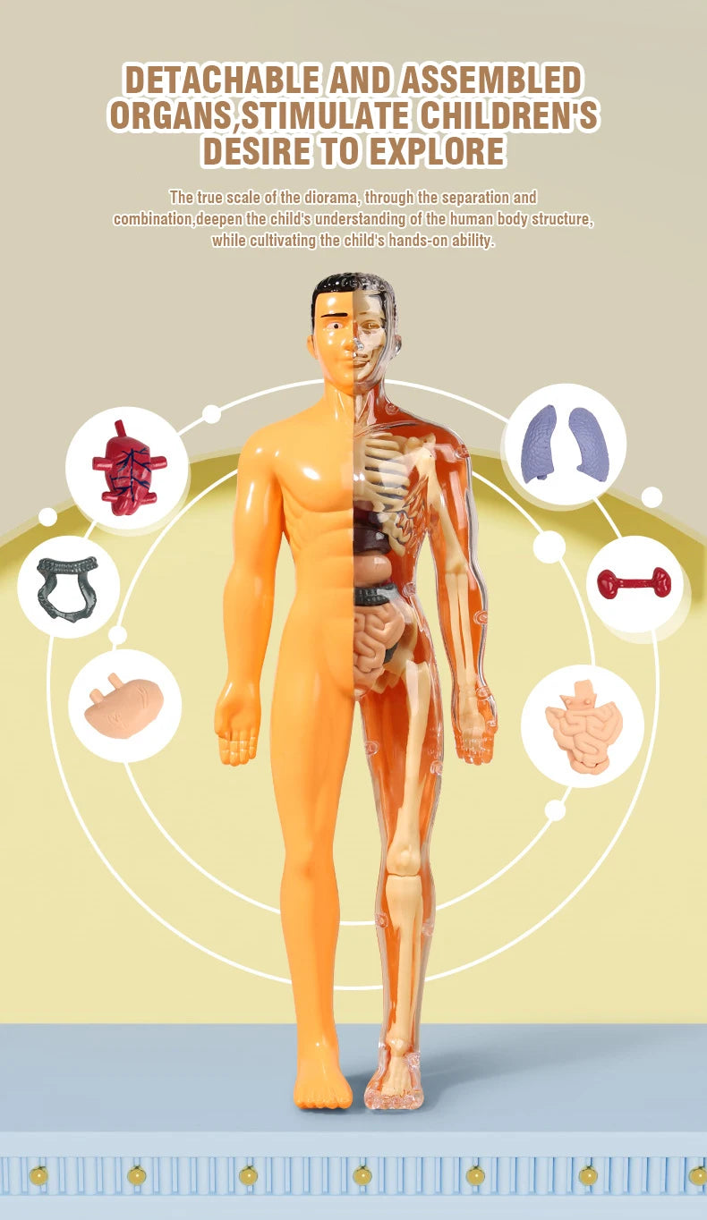 Modelo Anatómico Torso Humano 3D con Órganos y Esqueleto Desmontable