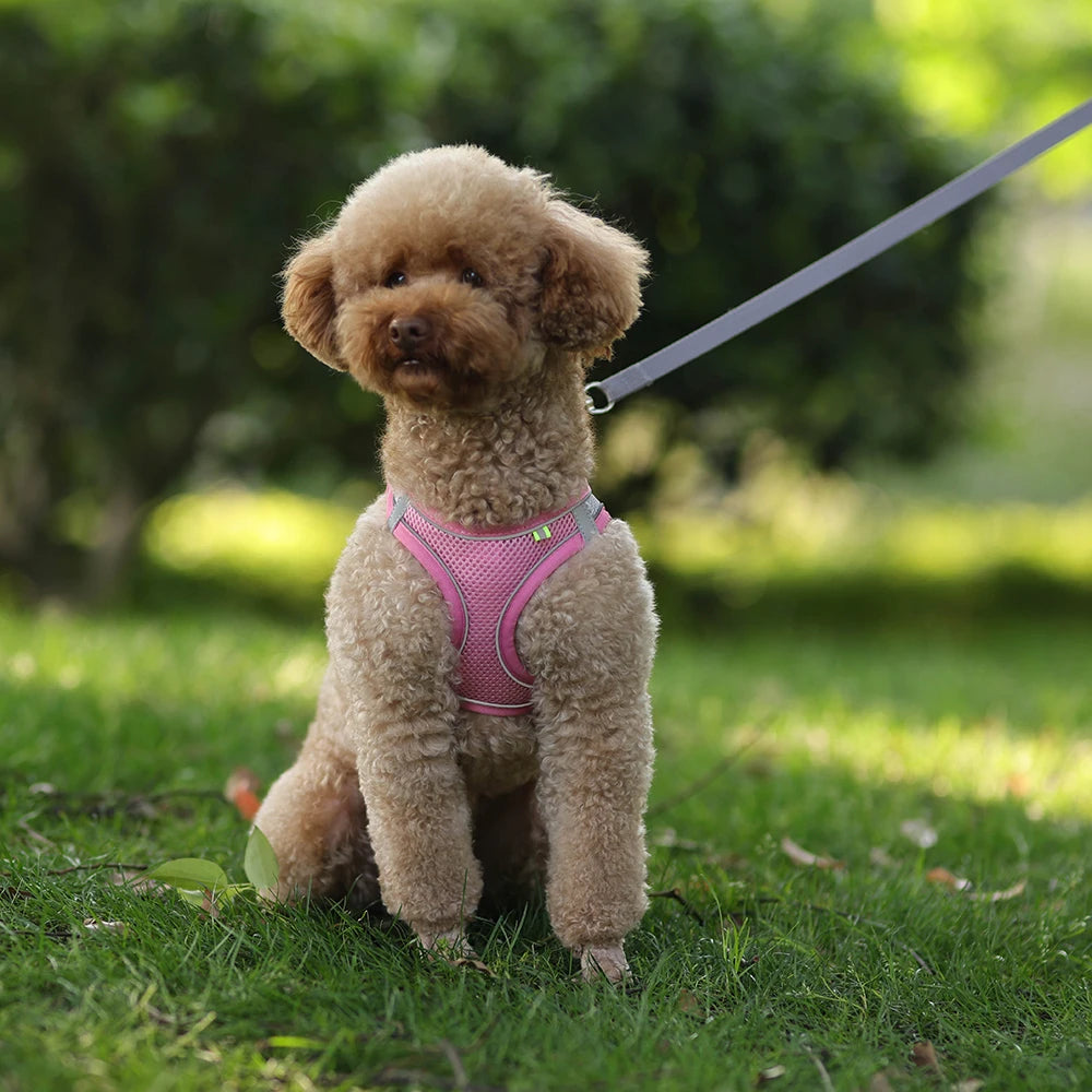 Arnés de Chaleco con Correa para Perros y Gatos - Malla Reflectante