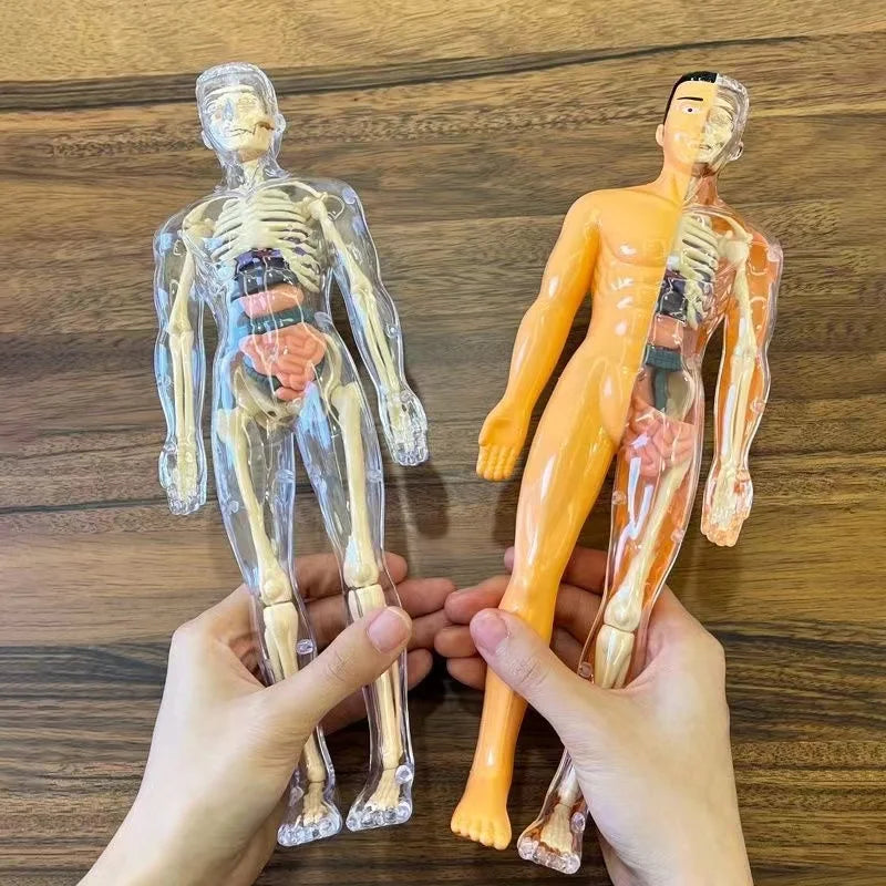 Modelo Anatómico Torso Humano 3D con Órganos y Esqueleto Desmontable