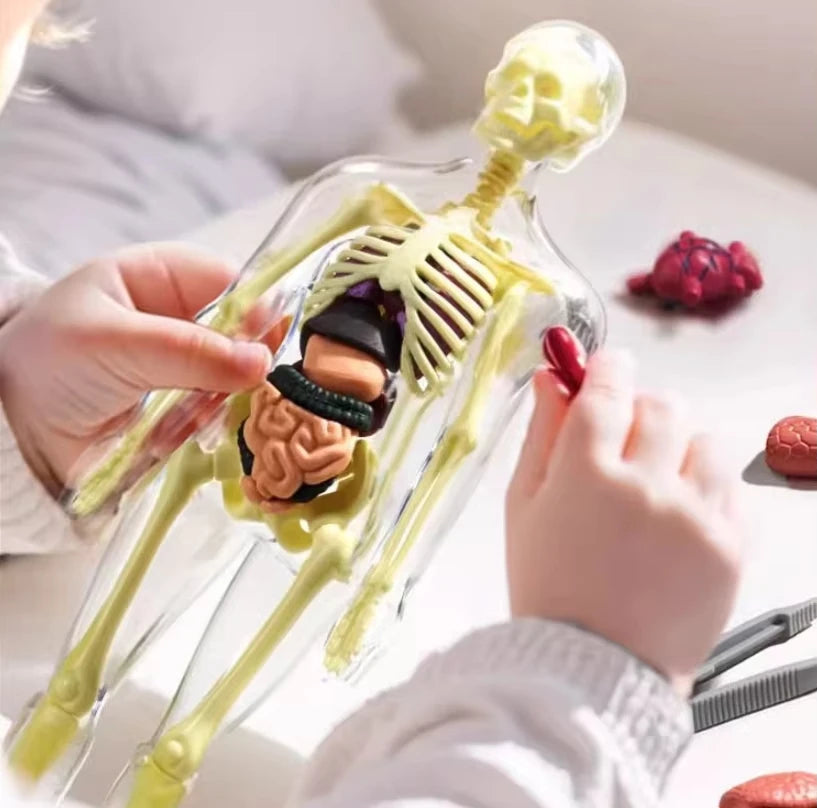 Modelo Anatómico Torso Humano 3D con Órganos y Esqueleto Desmontable