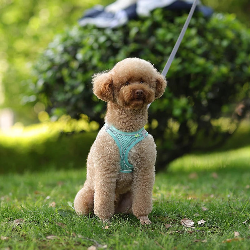 Arnés de Chaleco con Correa para Perros y Gatos - Malla Reflectante