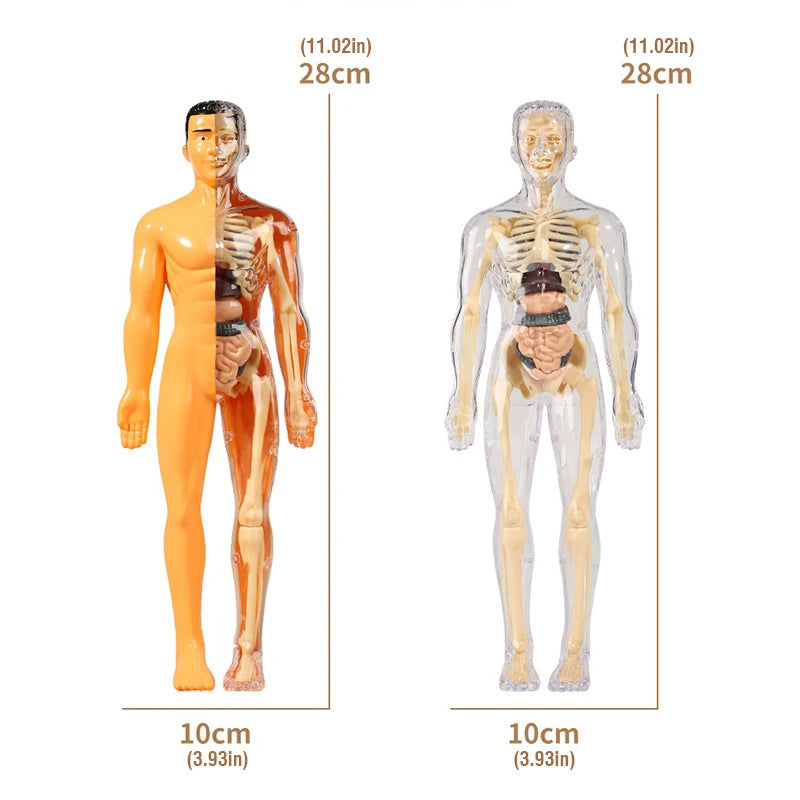 Modelo Anatómico Torso Humano 3D con Órganos y Esqueleto Desmontable